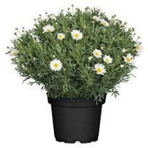 ARGYRANTHEMUM 24CM resmi