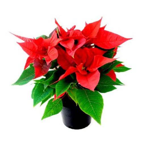 POINSETTIA (ATATURK CICEGI)17CM resmi