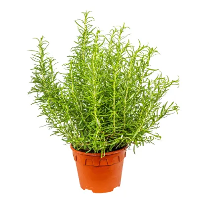 ROSEMARY 15CM resmi