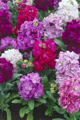 SABBOY YERLI 9CM resmi