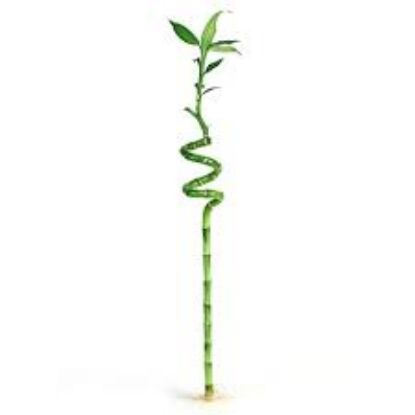 DRACAENA BAMBOO 40CM resmi