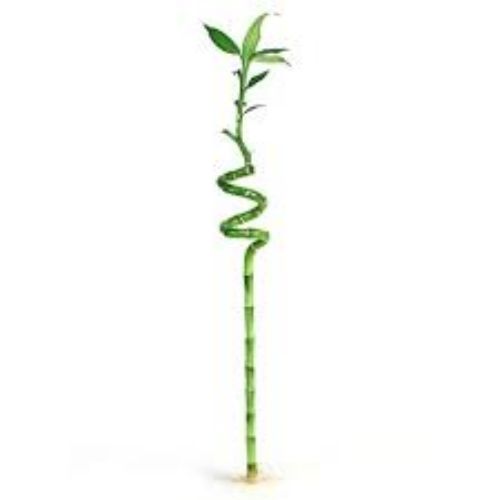 DRACAENA BAMBOO 40CM resmi