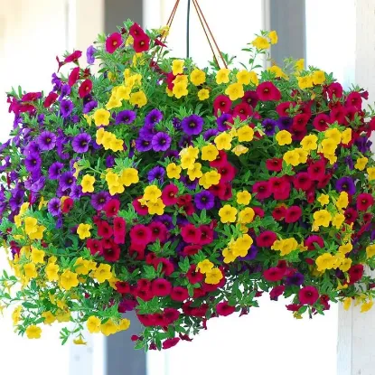 CALIBRACHOA 17CM 3LU resmi