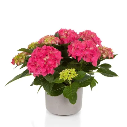 HDYRANGEA 23-24 CM resmi