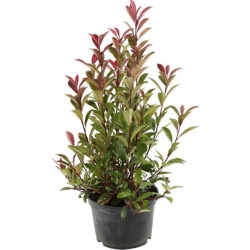 ALEV CALISI 18 CM resmi