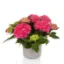 HYDRANGEA URETIM 19CM resmi
