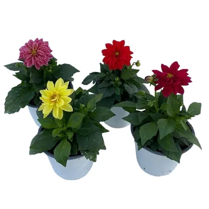 DAHLIA 14CM resmi