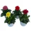 DAHLIA 14CM resmi